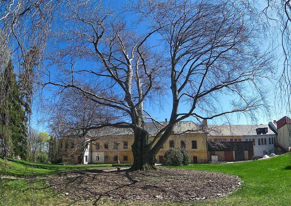 208-Cerveny-dub-ve-Strilkach-553U8982.jpg